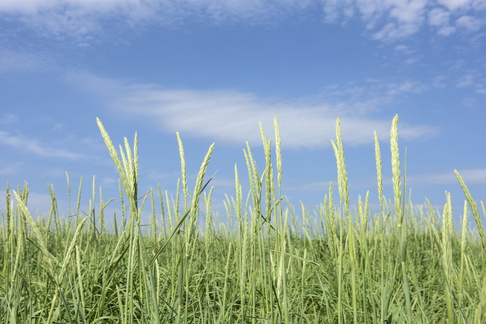 Orkney_Scotland_grass_and_sky
