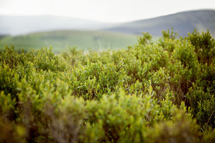 Juniper bushes providing the berries for Caorunn Scottish gin