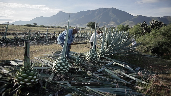 Harvesting agave plants in Mexico for Mezcal Amores