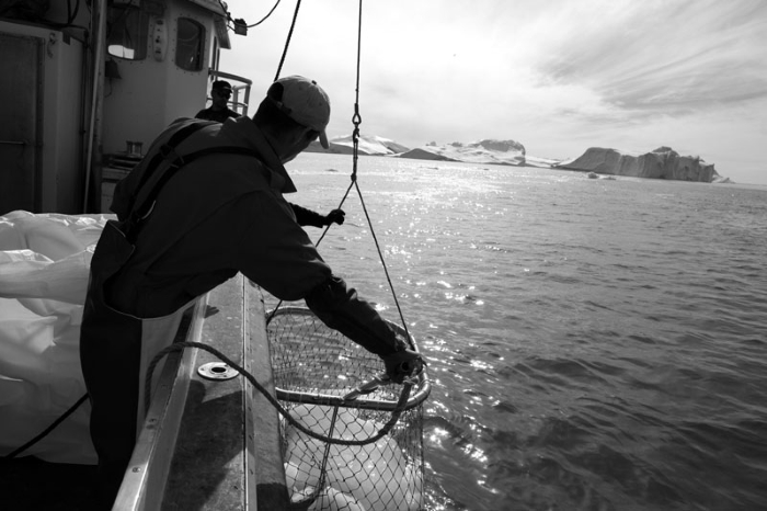 Gathering Ice Inside the Arctic Circle at Ilulissat, Greenland
