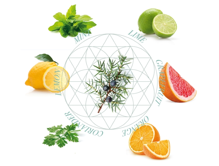 The botanicals that go into Skin Gin