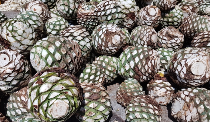 Newly-arrived blue agaves at the Altos tequila distillery in Jalisco in Mexico