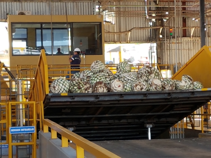 Cazadores Tequila Distillery Tour Travel Distilled