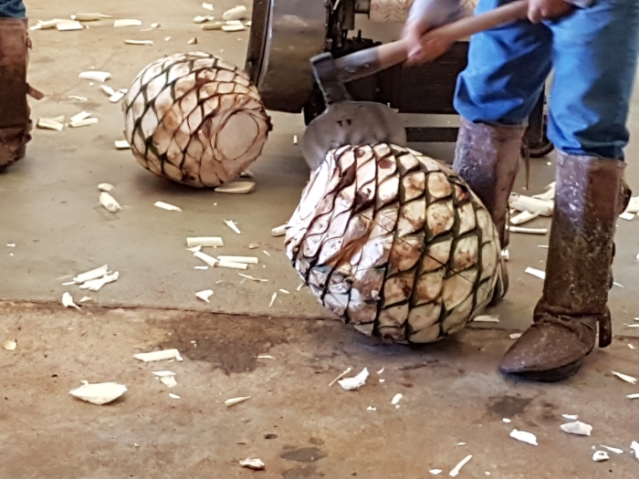 Chopping blue agave on a tour of the Patron Tequila Distillery