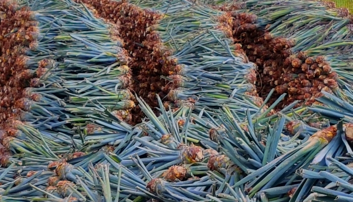 Baby Agave Await Planting at the Volcan de mi Tierra tequila distillery in Jalisco, Mexico