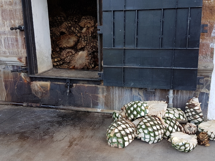 Cooked and Uncooked Agave at the Volcan de mi Tierra tequila distillery in Jalsico in Mexico