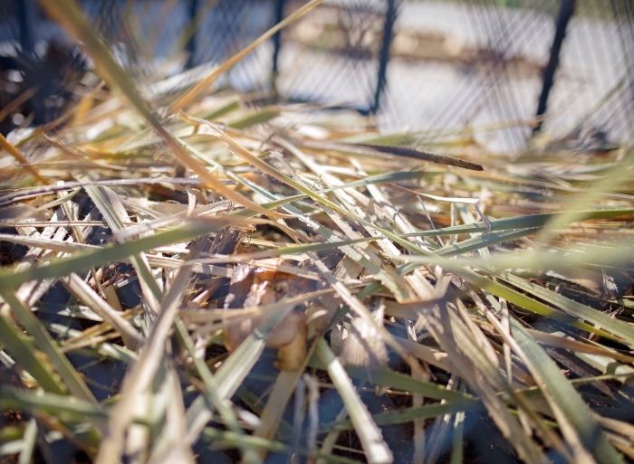 Desert-Door-Texas-Sotol-Desert Spoon Plant after harvest