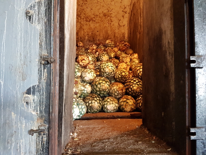 Blue Agave in the Oven on a Casa Nobles tequila distillery tour