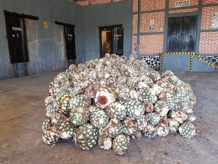 Blue agave on a Casa Nobles tequila distillery tour