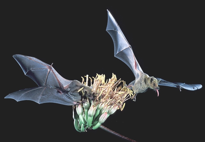 The Lesser Long-Nosed Bat in Jalisco, Mexico.