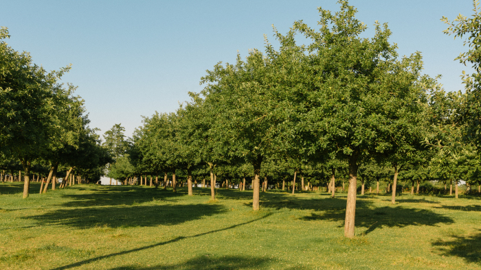 The Apple Orchards of 30 and 40 calvados distillers