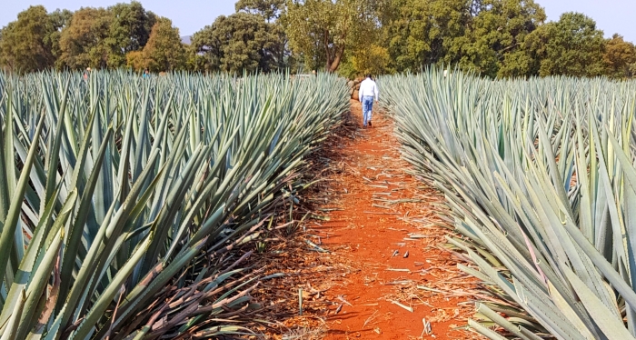 Carlos Camarena in his Agave Fields at the El Tesoro Distillery in Jalisco, Mexico.
