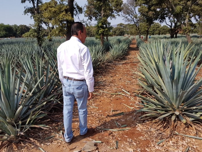 Carlos Camarena in his Agave Fields at the El Tesoro Distillery in Jalisco, Mexico.