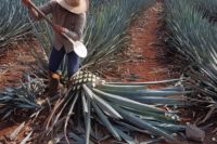 A Jimador at work in the agave fields at the El Tesoro tequila distillery in Jalisco, Mexico.