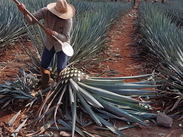 A Jimador at work in the agave fields at the El Tesoro tequila distillery in Jalisco, Mexico.