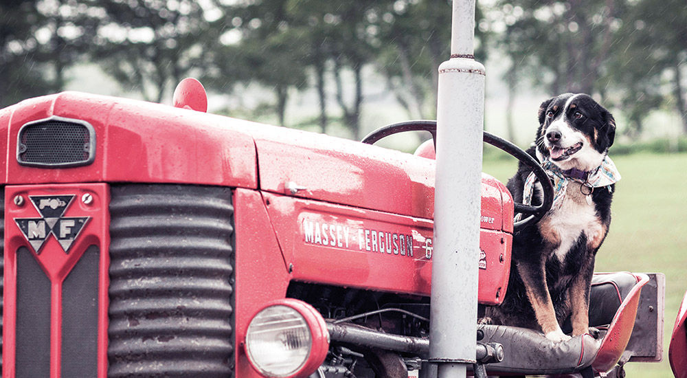 Dog and tractor at Arbikie Distillery in Scotland