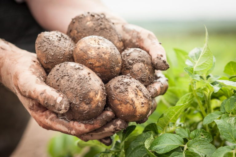 Arbikie Potato Vodka Travel Distilled