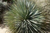 Desert Spoon Plant from which you make the spirit called sotol