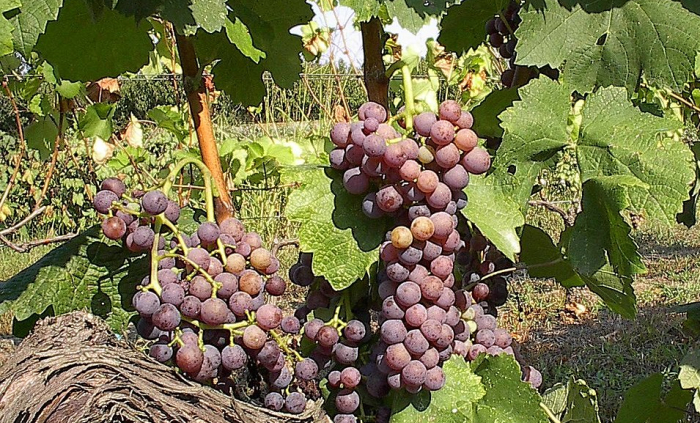 Moschofilero Grapes in Greece