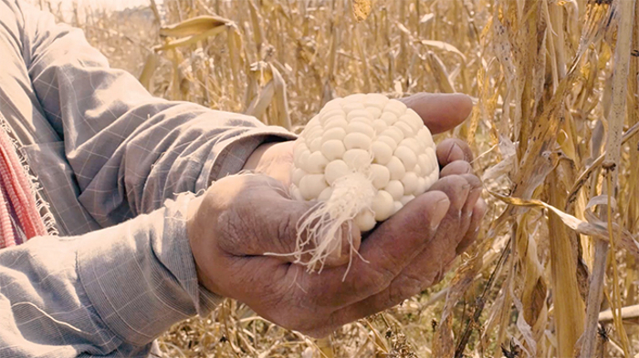 Cacahuazintle Ancestral Mexican Corn