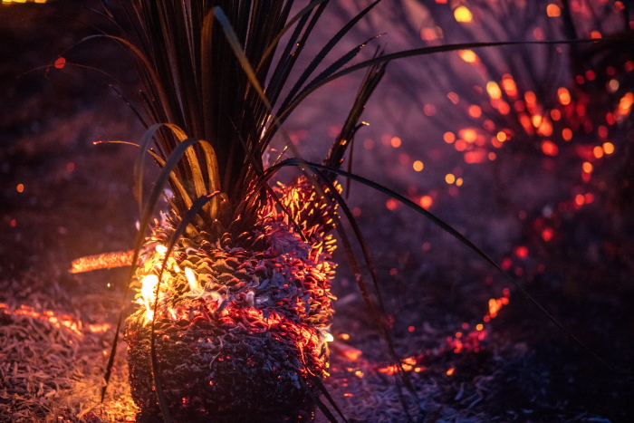 Charred sotol plant