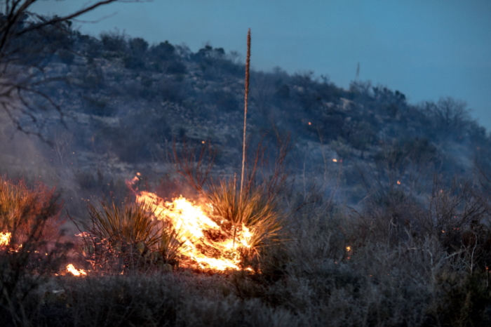 A sotol plant burning during a prescribed fire in Texas