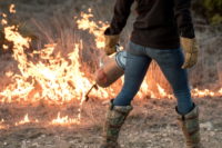 Sotol plants burning during a prescribed fire in Texas