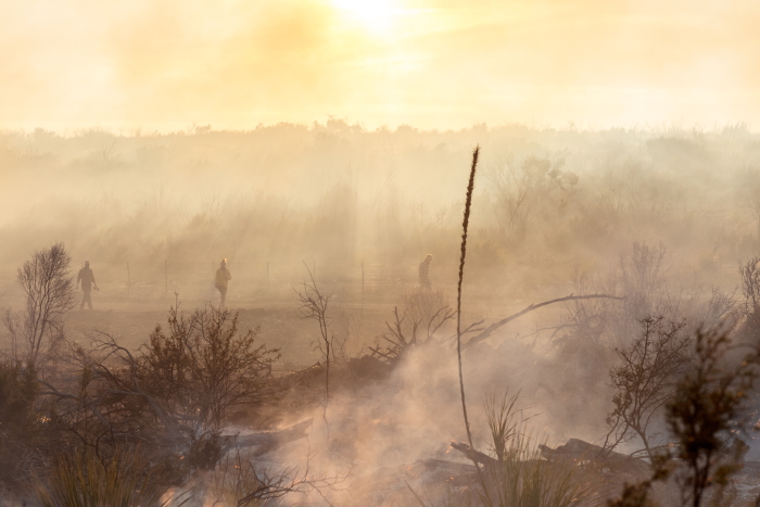 Sotol plants burning during a prescribed fire in Texas