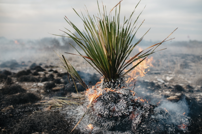 A sotol plant burning during a prescribed fire in Texas