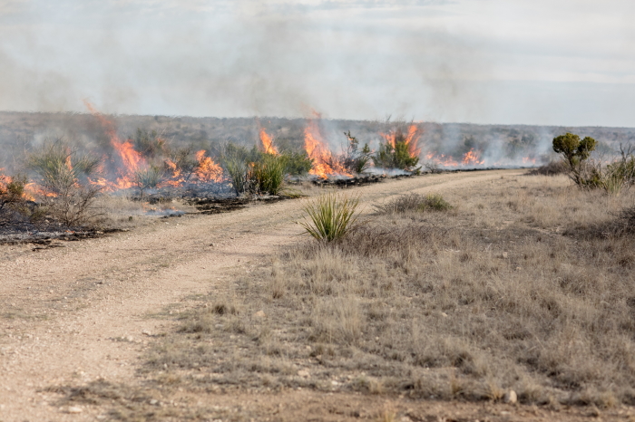Sotol plants burning during a prescribed fire in Texas
