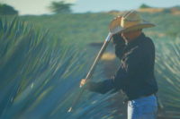 Jimador harvesting agave for Mezcal Don Ramon