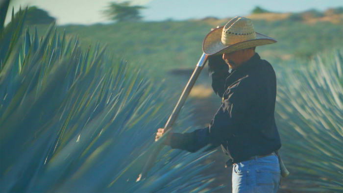 Jimador harvesting agave for Mezcal Don Ramon