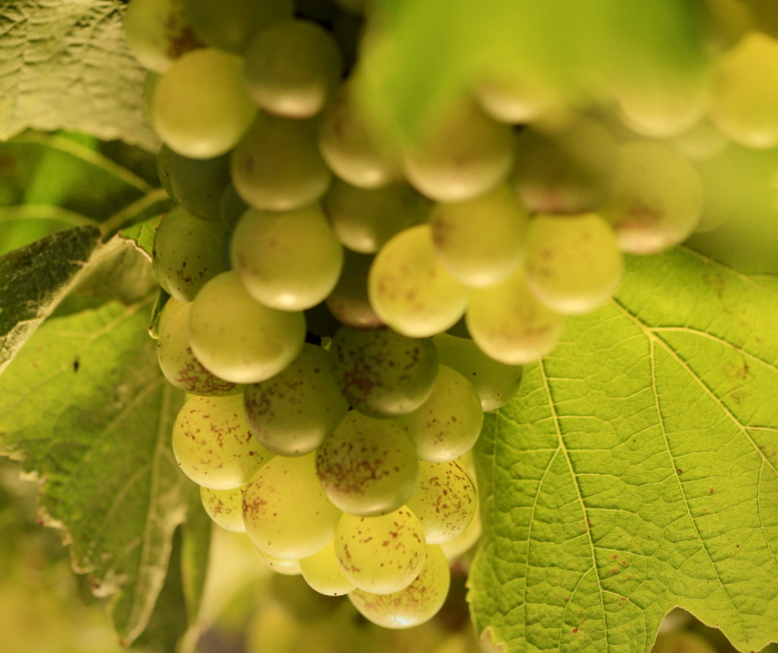 Pineau des Charentes grapes