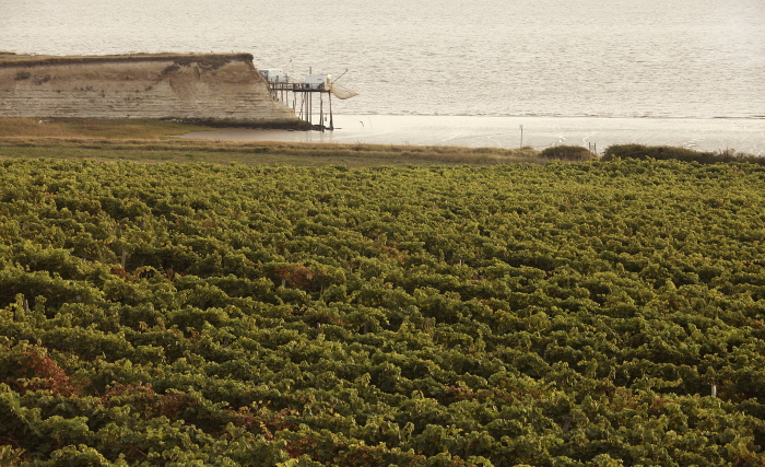Pineau des Charentes Grapevines