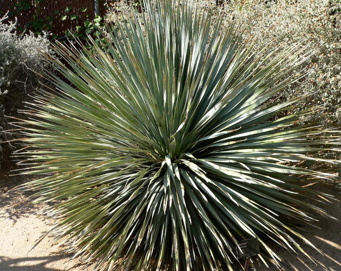 The Desert Spoon Plant used for making sotol