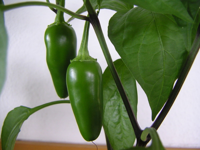 Jalapeno Peppers growing