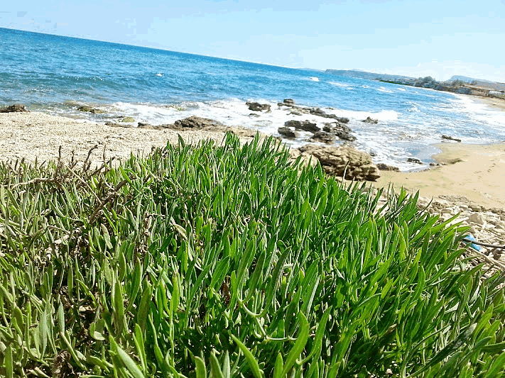 Kritamos Growing on Crete