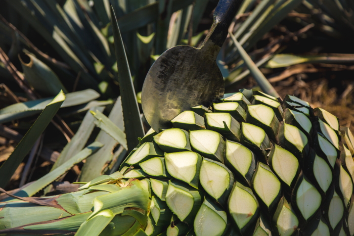 Agaves for LALO Tequila