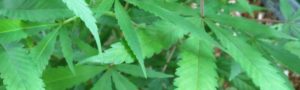 Cannabis Leaves