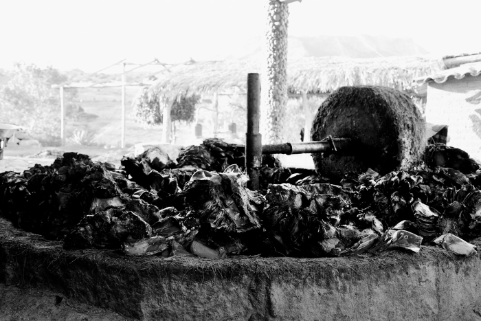 Crushing Espadin agave in Matatlan to make QuiQuiRiQui mezcal