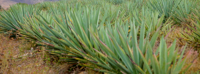 Espadin agave growing in Matatlan for QuiQuiRiQui mezcal