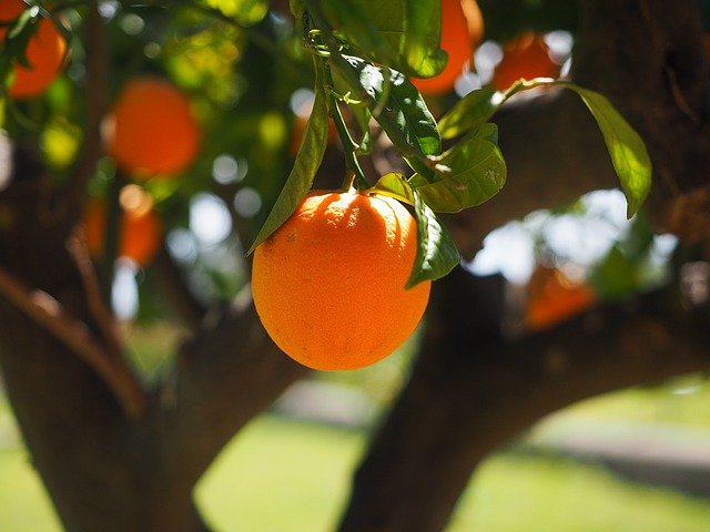 Orange tree