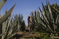 El Recuerdo Mezcal Distillery agave plants