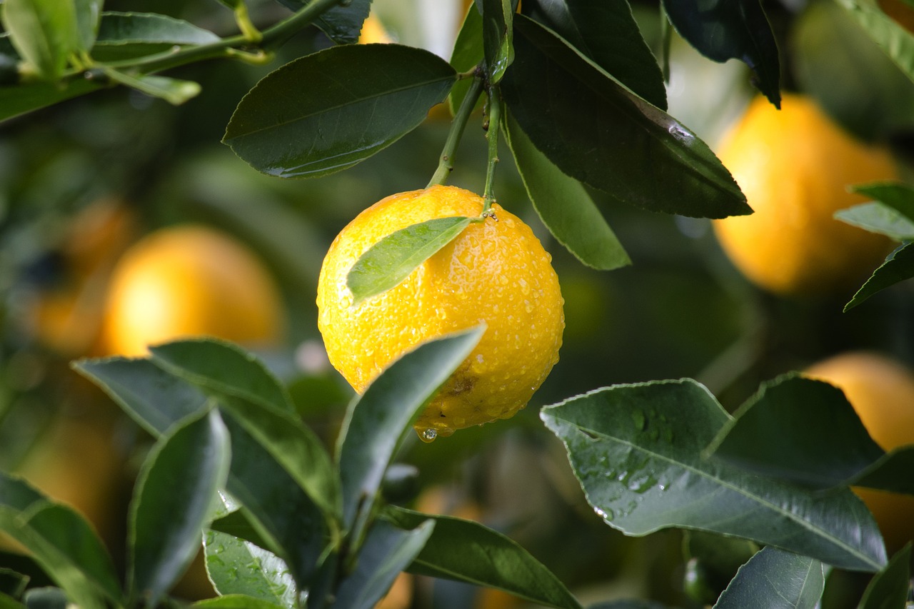 Lemons growing on a tree