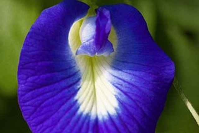 butterfly pea blossom