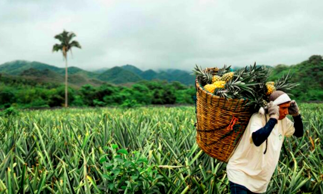Pineapples being harvested for making Tepache Sazon