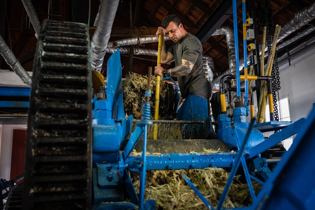 Making Madeiran Rum