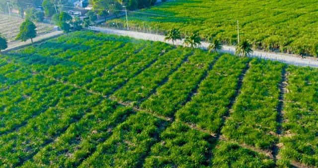 Rhum Barbancourt's Sugar Cane Fields on Haiti