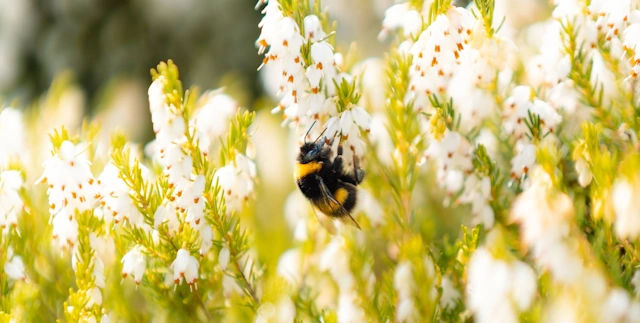 A Bee Enjoys the Caorunn Botanical Garden