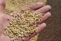 Daftmill Whisky Barley Seeds Daftmill Whisky Barley Seeds